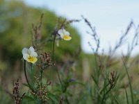 Viola arvensis 25, Akkerviooltje, Saxifraga-Mark Zekhuis