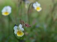 Viola arvensis 26, Akkerviooltje, Saxifraga-Mark Zekhuis