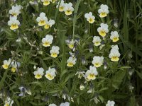 Viola arvensis 31, Akkerviooltje, Saxifraga-Willem van Kruijsbergen