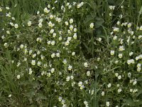 Viola arvensis 32, Akkerviooltje, Saxifraga-Willem van Kruijsbergen