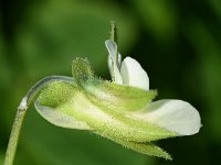 Viola arvensis 34, Akkerviooltje, Saxifraga-Sonja Bouwman