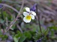 Viola arvensis 4, Akkerviooltje, Saxifraga-Peter Meininger