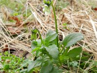 Viola arvensis 5, Akkerviooltje, Saxifraga-Rutger Barendse