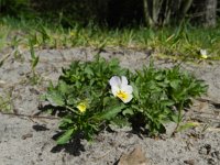 Viola arvensis 6, Akkerviooltje, Saxifraga-Rutger Barendse