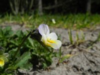 Viola arvensis 7, Akkerviooltje, Saxifraga-Rutger Barendse