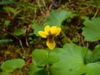 Viola biflora 14, Saxifraga-Ed Stikvoort