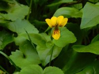 Viola biflora 19, Saxifraga-Ed Stikvoort