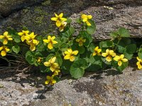 Viola biflora 29, Saxifraga-Harry Jans