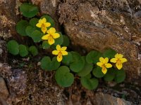 Viola biflora 30, Saxifraga-Harry Jans