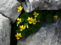 Viola biflora 6, Saxifraga-Rien Schot