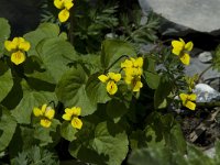 Viola biflora 1, Saxifraga-Willem van Kruijsbergen