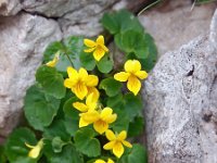 Viola biflora 10, Saxifraga-Hans Dekker