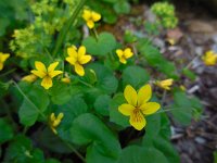 Viola biflora 11, Saxifraga-Ed Stikvoort