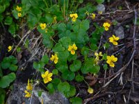 Viola biflora 12, Saxifraga-Ed Stikvoort