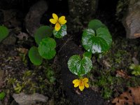 Viola biflora 13, Saxifraga-Ed Stikvoort