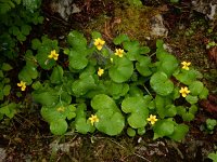 Viola biflora 15, Saxifraga-Ed Stikvoort