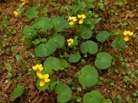 Viola biflora 16, Saxifraga-Ed Stikvoort