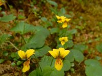 Viola biflora 17, Saxifraga-Ed Stikvoort