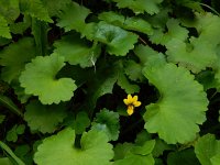 Viola biflora 18, Saxifraga-Ed Stikvoort