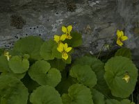 Viola biflora 2, Saxifraga-Willem van Kruijsbergen