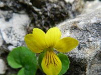 Viola biflora 21, Saxifraga-Rutger Barendse