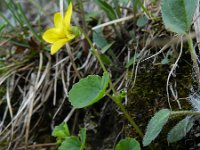 Viola biflora 22, Saxifraga-Rutger Barendse