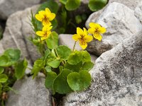 Viola biflora 23, Saxifraga-Luuk Vermeer