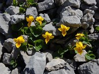 Viola biflora 24, Saxifraga-Ed Stikvoort