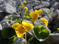 Viola biflora 25, Saxifraga-Ed Stikvoort