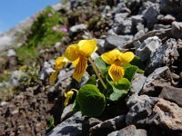 Viola biflora 26, Saxifraga-Ed Stikvoort