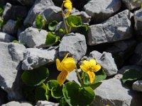 Viola biflora 27, Saxifraga-Ed Stikvoort