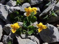 Viola biflora 28, Saxifraga-Ed Stikvoort