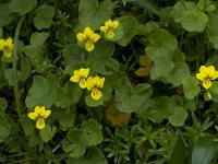 Viola biflora 3, Saxifraga-Willem van Kruijsbergen