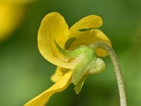 Viola biflora 33, Saxifraga-Sonja Bouwman  Tweebloemig viooltje - Viola biflora - Violaceae familie