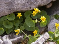 Viola biflora 34, Saxifraga-Luuk Vermeer