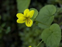 Viola biflora 4, Saxifraga-Willem van Kruijsbergen