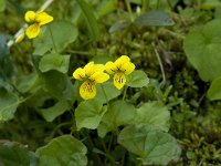 Viola biflora 5, Saxifraga-Willem van Kruijsbergen