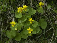 Viola biflora 7, Saxifraga-Willem van Kruijsbergen