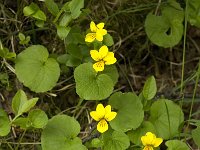 Viola biflora 8, Saxifraga-Jan van der Straaten