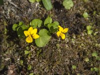 Viola biflora 9, Saxifraga-Jan van der Straaten