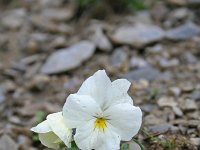 Viola calcarata 20, Saxifraga-Jeroen Willemsen