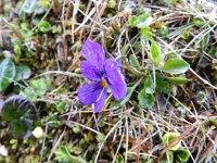 Viola calcarata 30, Saxifraga-Rutger Barendse