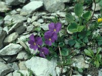 Viola calcarata 58, Saxifraga-Jan van der Straaten