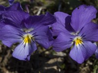 Viola calcarata ssp calcarata 11, Saxifraga-Marijke Verhagen