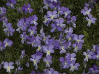 Viola calcarata ssp calcarata 3, Saxifraga-Marijke Verhagen