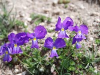 Viola calcarata ssp calcarata 44, Saxifraga-Luuk Vermeer