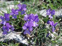 Viola calcarata ssp calcarata 46, Saxifraga-Luuk Vermeer