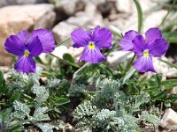 Viola calcarata ssp calcarata 47, Saxifraga-Luuk Vermeer