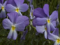 Viola calcarata ssp calcarata 5, Saxifraga-Marijke Verhagen