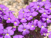 Viola calcarata ssp calcarata 51, Saxifraga-Luuk Vermeer